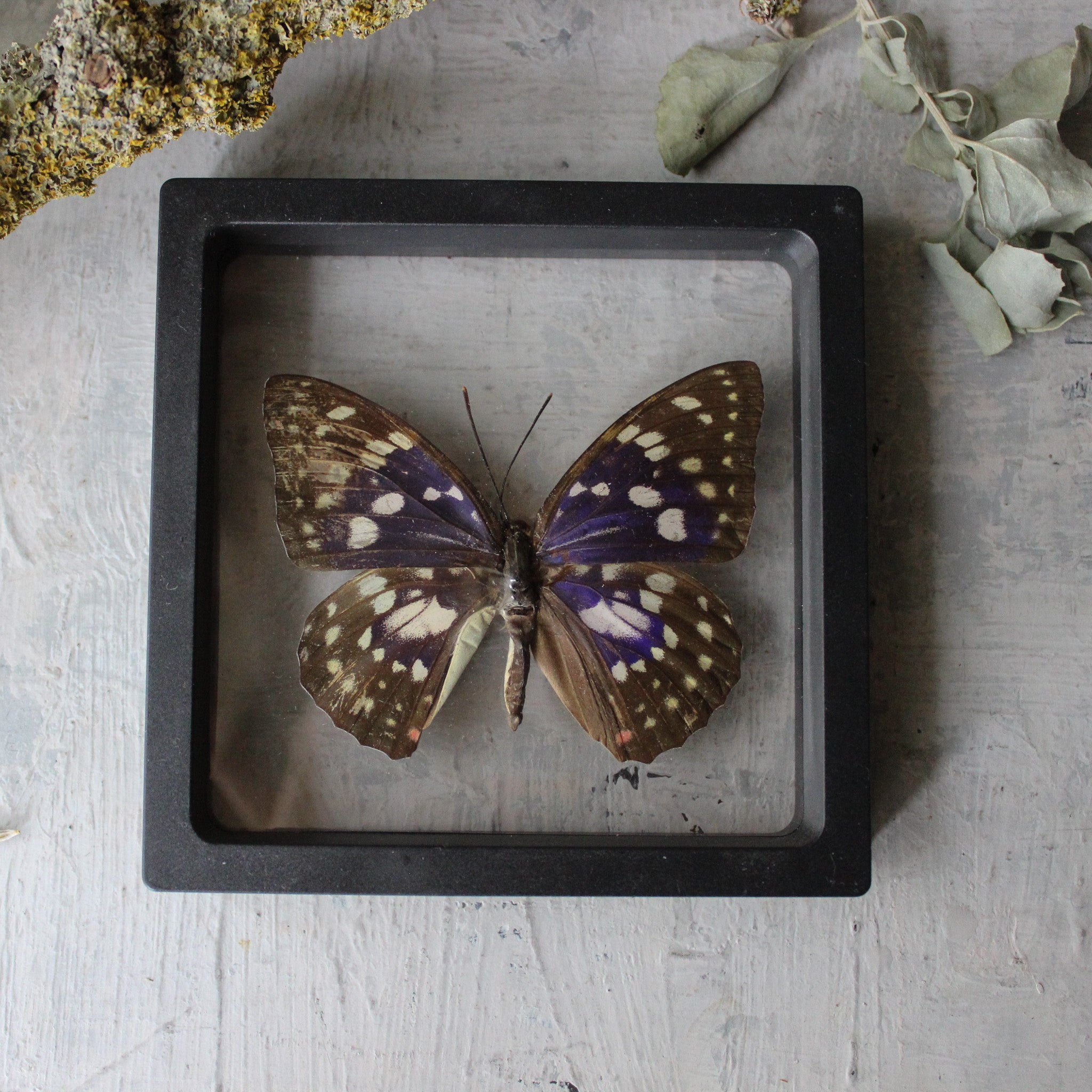 Butterfly Specimen Frames - Tribe Castlemaine