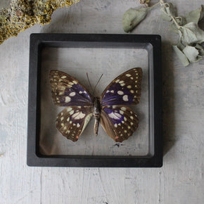 Butterfly Specimen Frames - Tribe Castlemaine