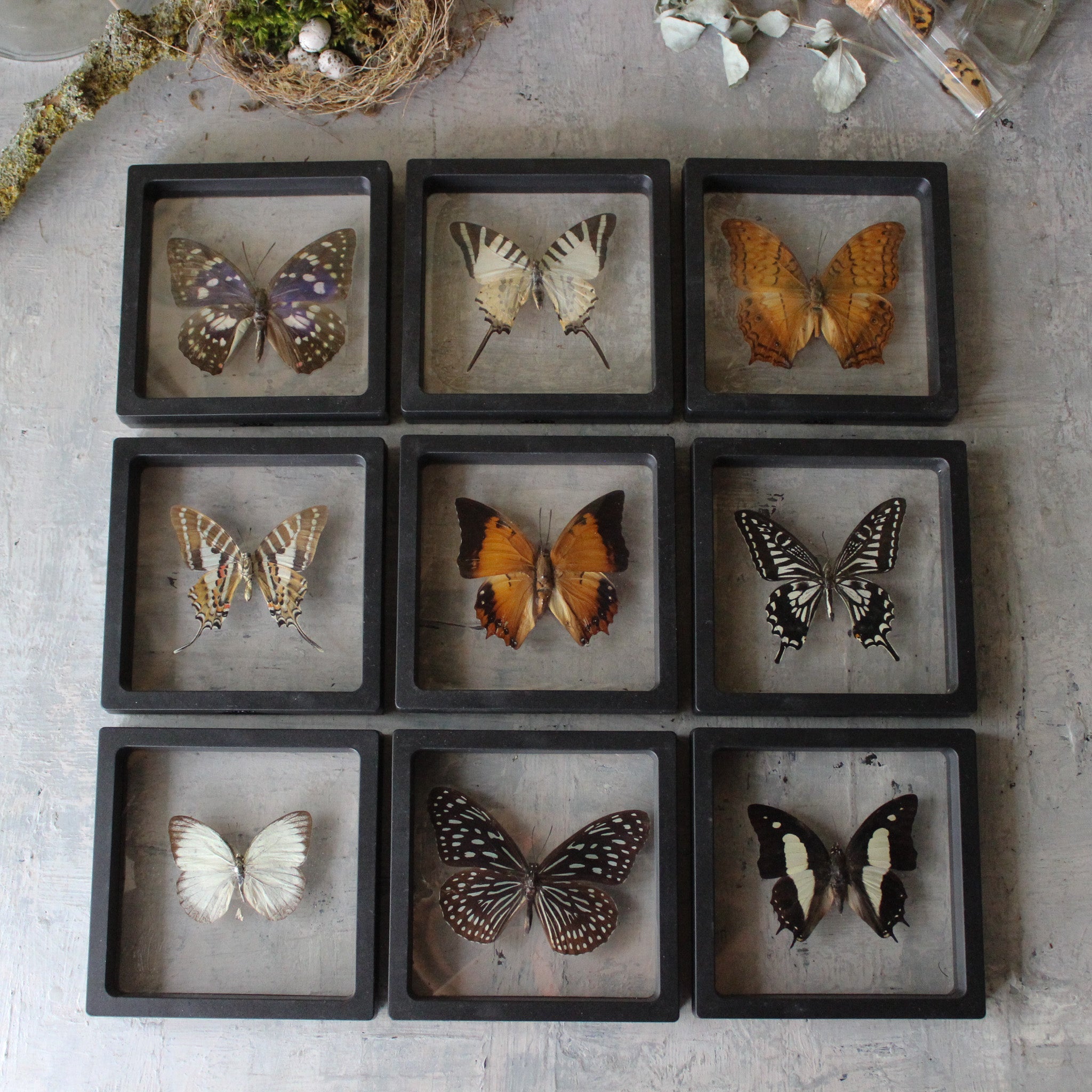 Butterfly Specimen Frames - Tribe Castlemaine
