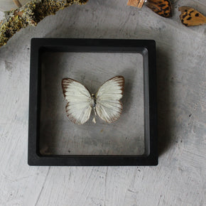 Butterfly Specimen Frames - Tribe Castlemaine