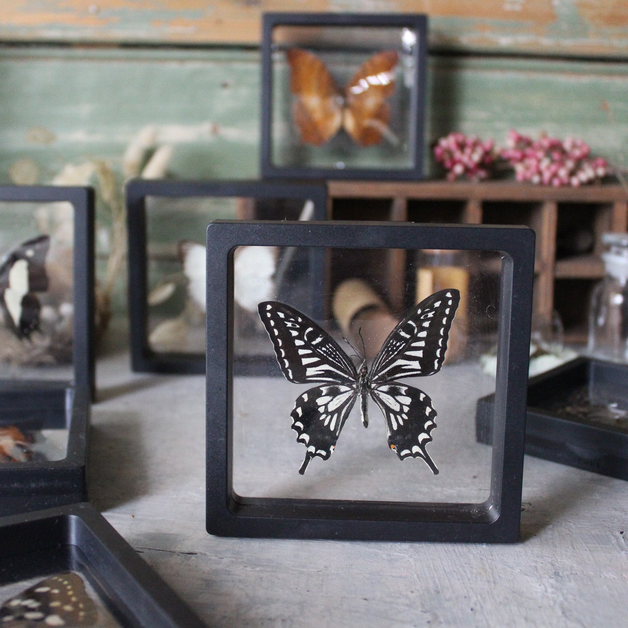 Butterfly Specimen Frames - Tribe Castlemaine