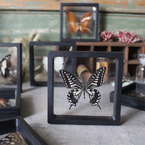 Butterfly Specimen Frames - Tribe Castlemaine