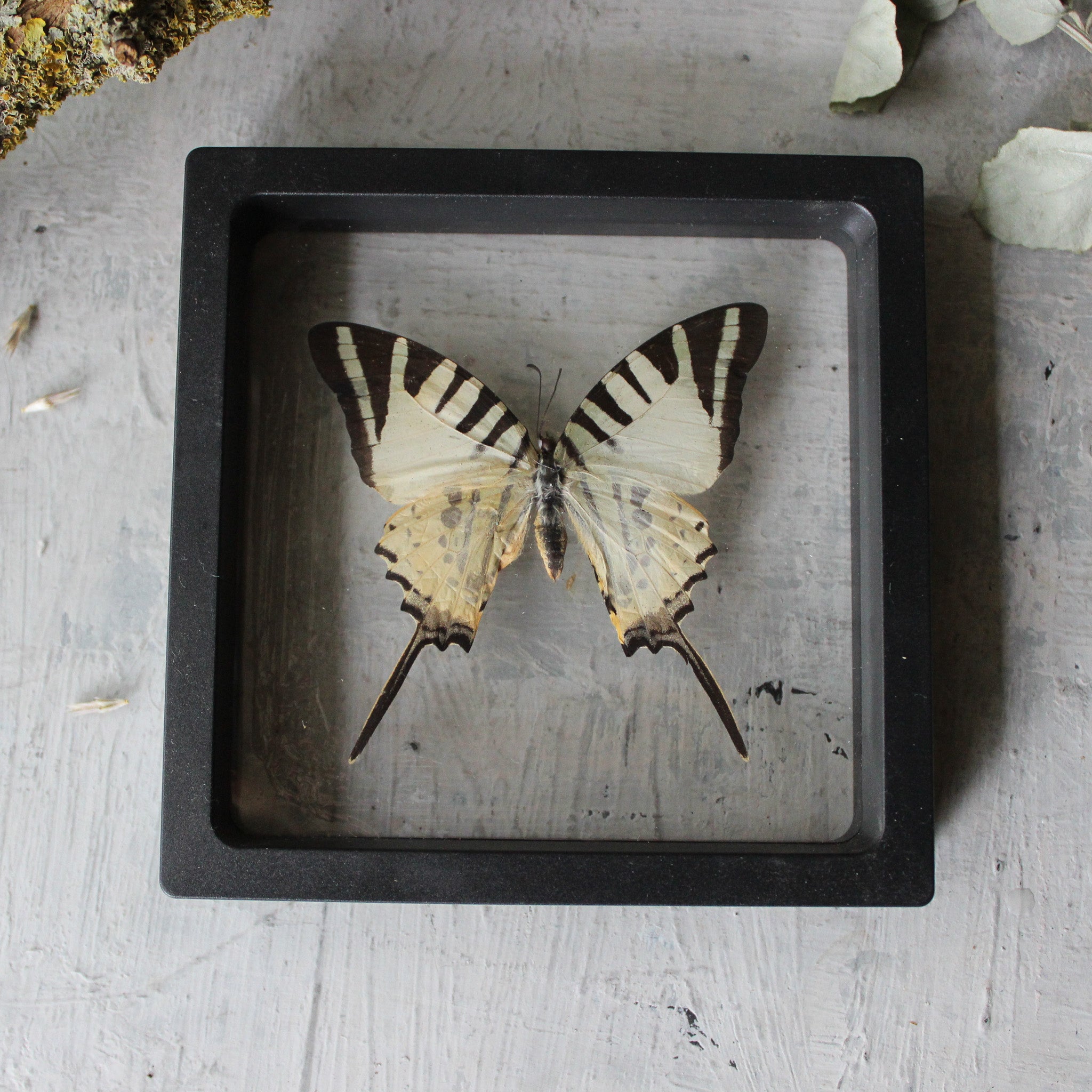Butterfly Specimen Frames - Tribe Castlemaine