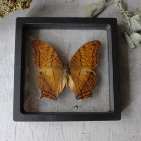 Butterfly Specimen Frames - Tribe Castlemaine