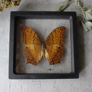 Butterfly Specimen Frames - Tribe Castlemaine