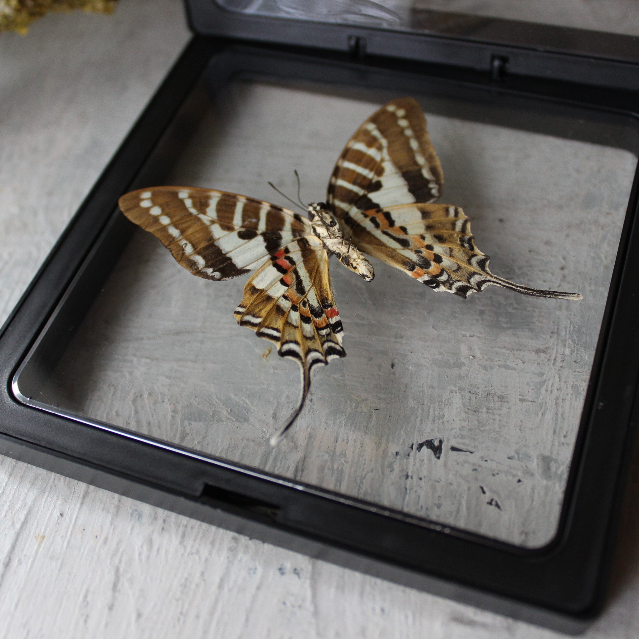Butterfly Specimen Frames - Tribe Castlemaine