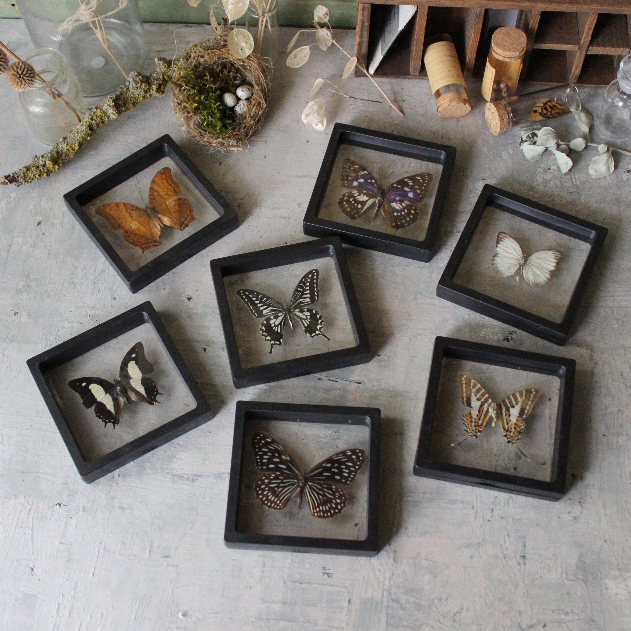 Butterfly Specimen Frames - Tribe Castlemaine