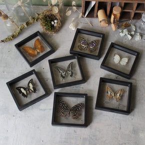 Butterfly Specimen Frames - Tribe Castlemaine