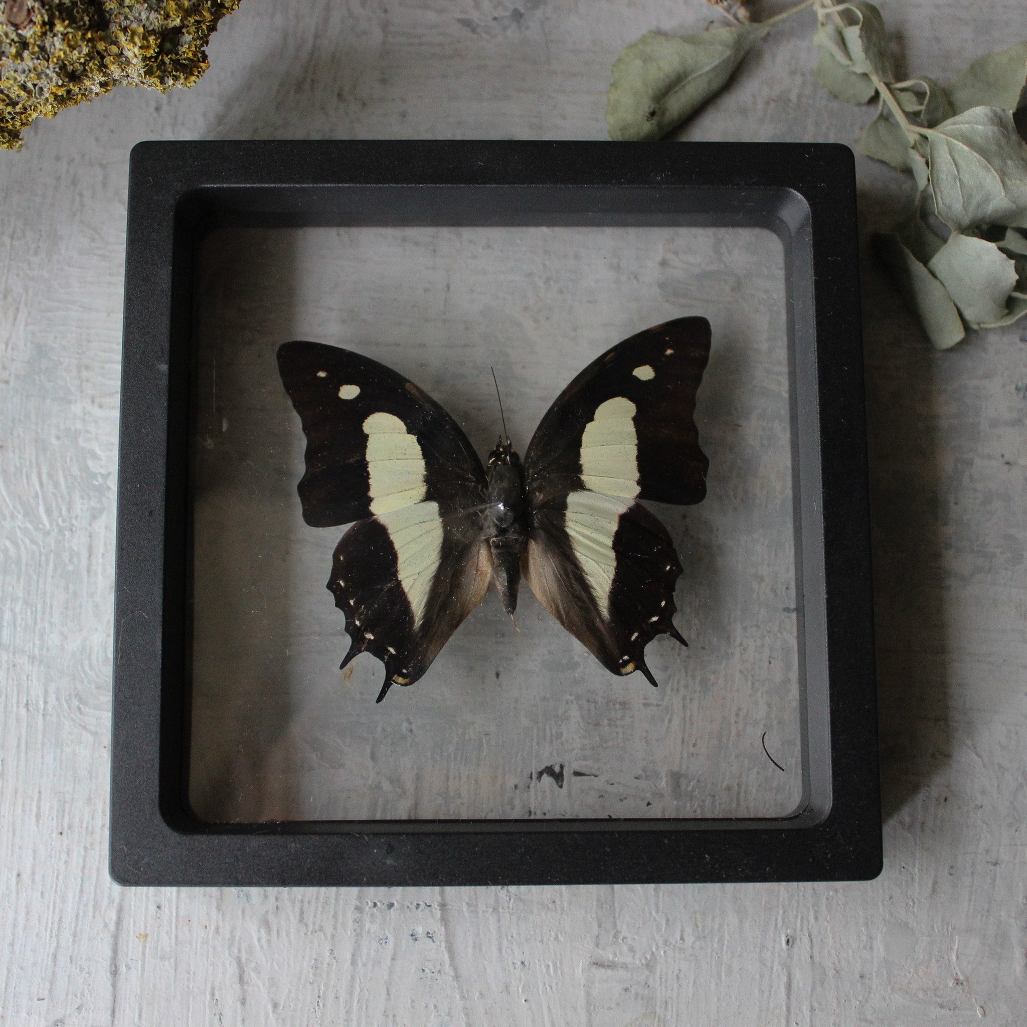 Butterfly Specimen Frames - Tribe Castlemaine