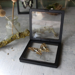 Butterfly Specimen Frames - Tribe Castlemaine