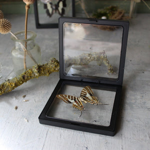 Butterfly Specimen Frames - Tribe Castlemaine