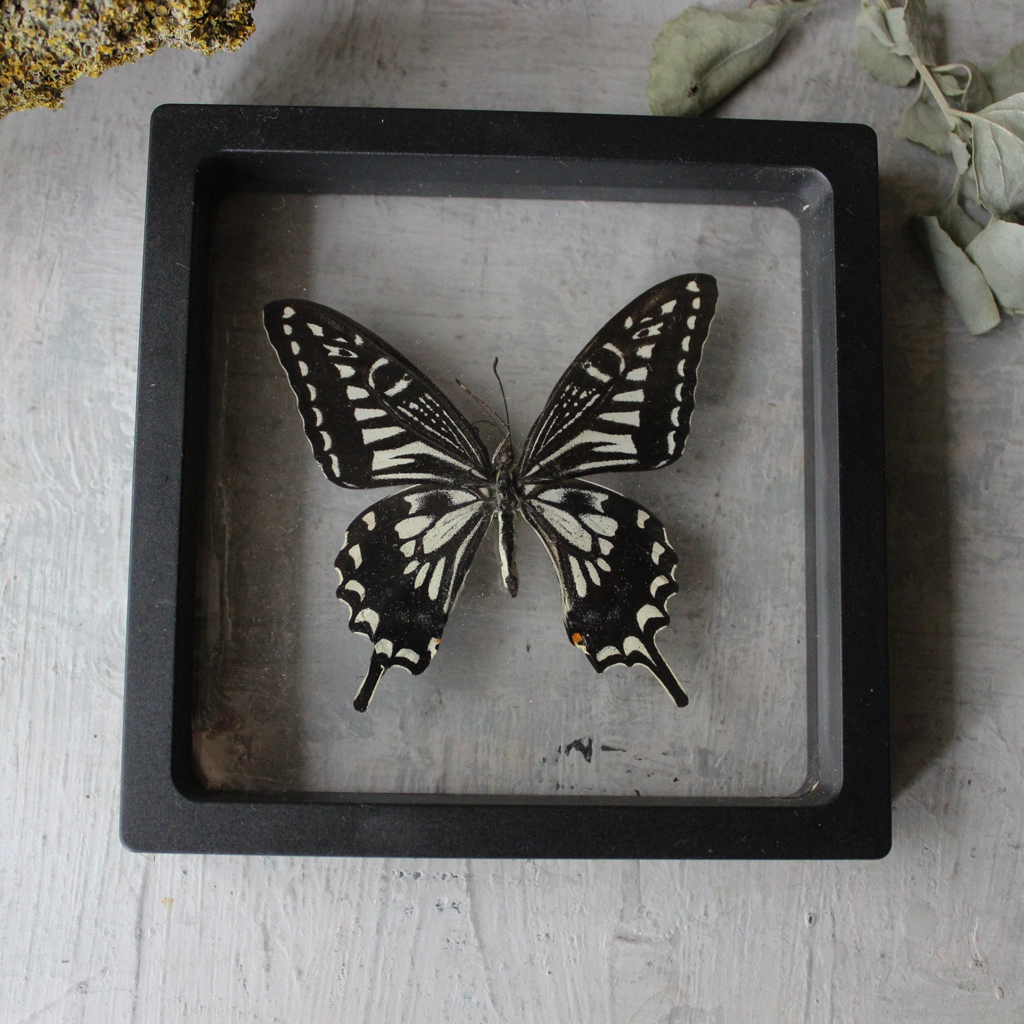 Butterfly Specimen Frames - Tribe Castlemaine