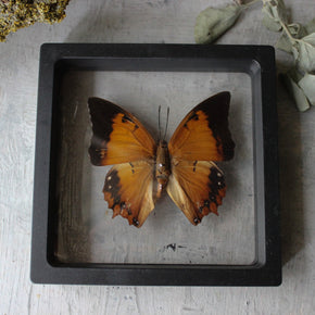 Butterfly Specimen Frames - Tribe Castlemaine
