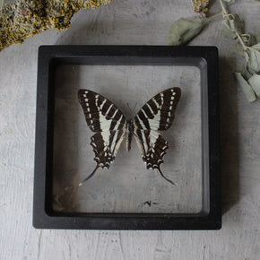 Butterfly Specimen Frames - Tribe Castlemaine