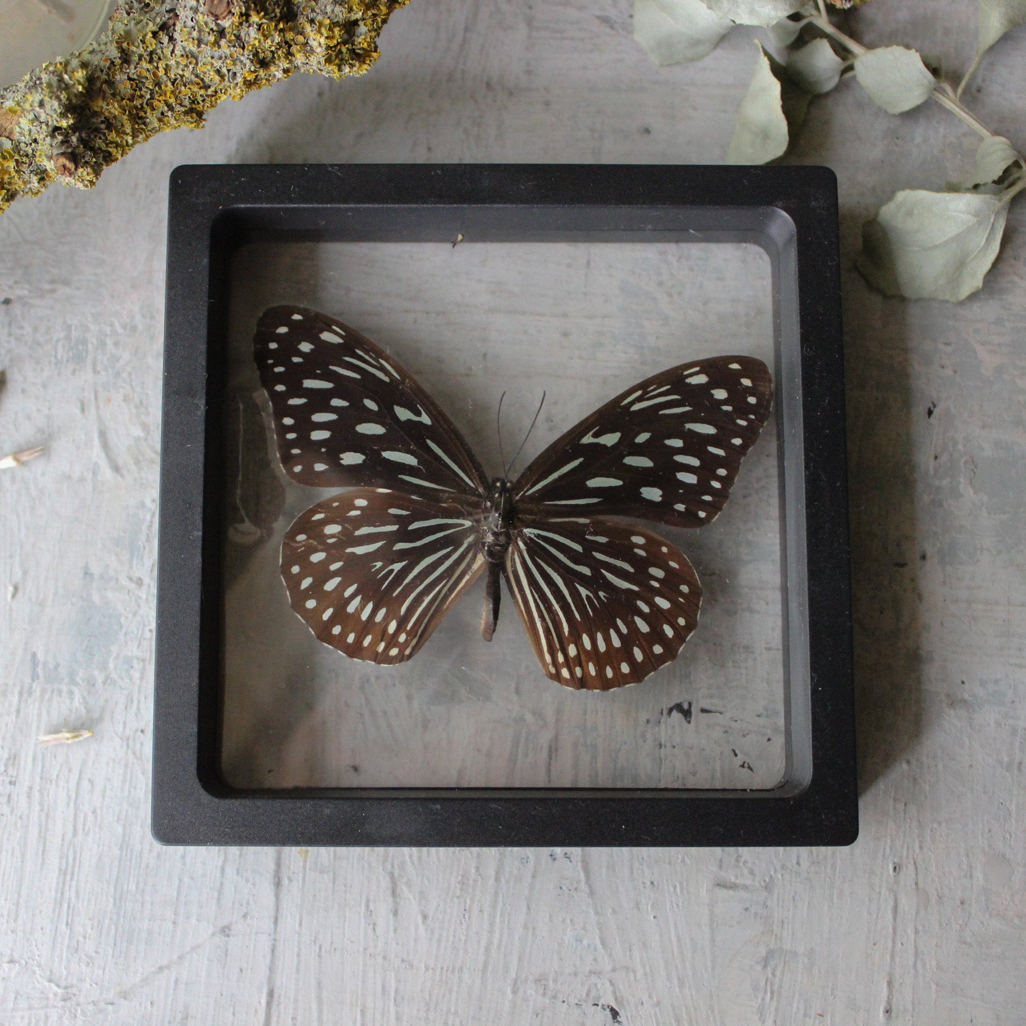 Butterfly Specimen Frames - Tribe Castlemaine