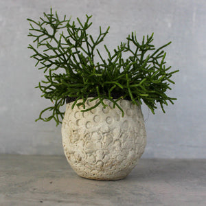 Ceramic Planters Textured - Tribe Castlemaine