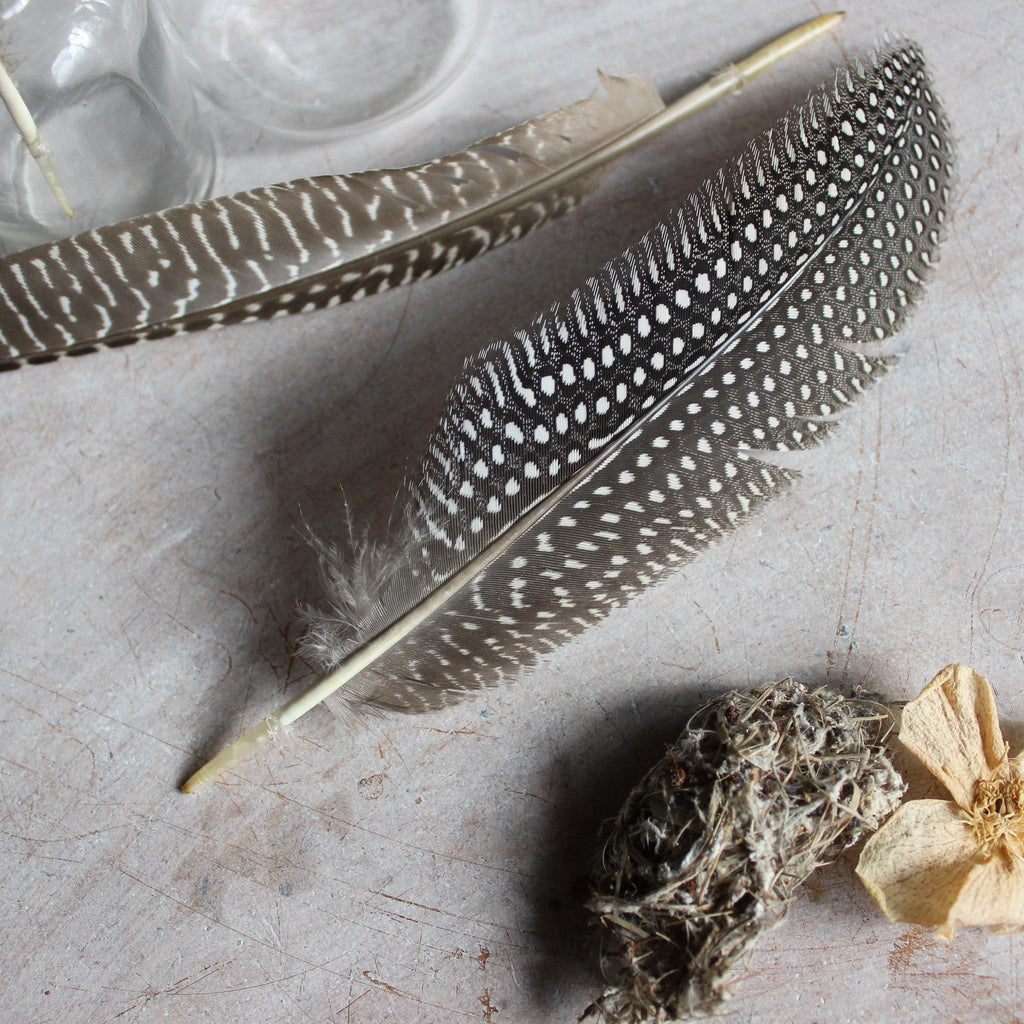 Feathers : Guinea Fowl - Tribe Castlemaine