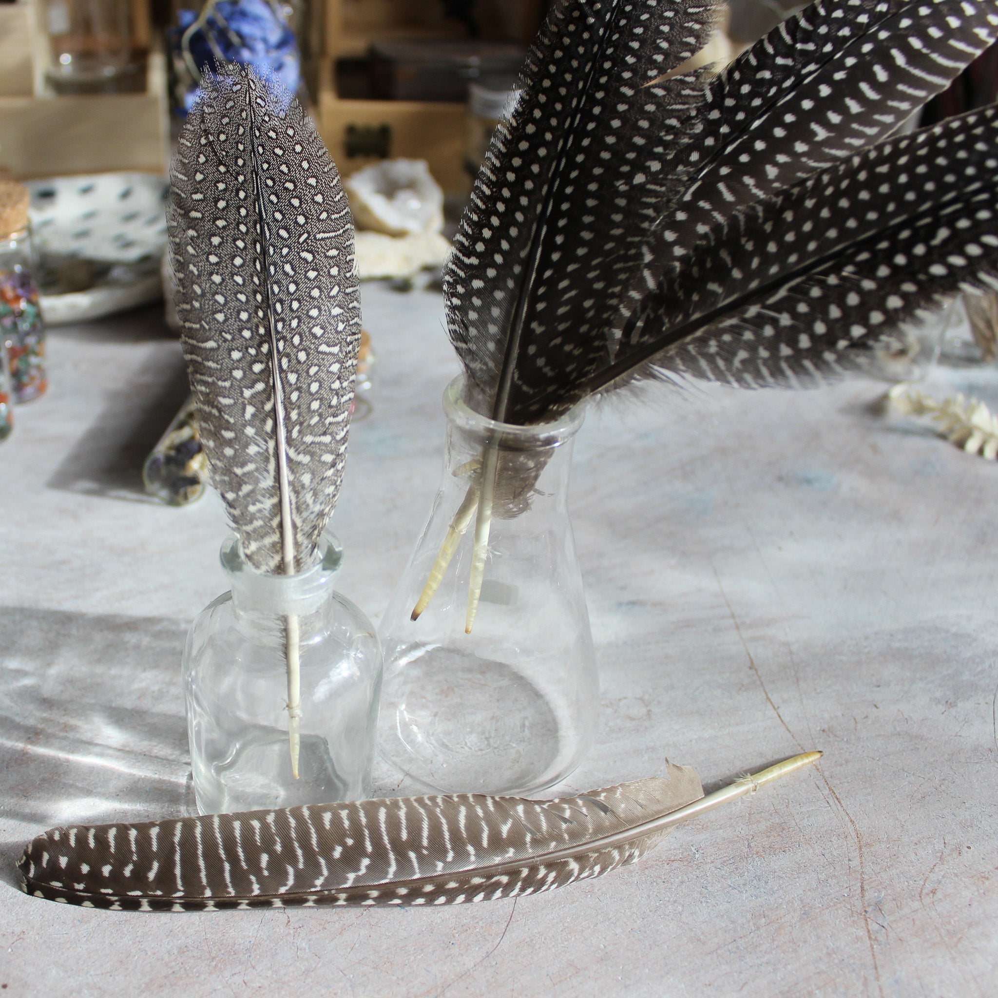 Feathers : Guinea Fowl - Tribe Castlemaine