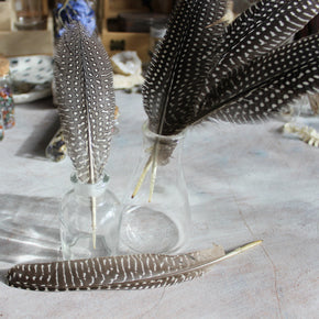 Feathers : Guinea Fowl - Tribe Castlemaine