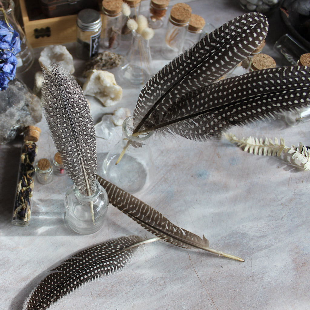 Feathers : Guinea Fowl - Tribe Castlemaine
