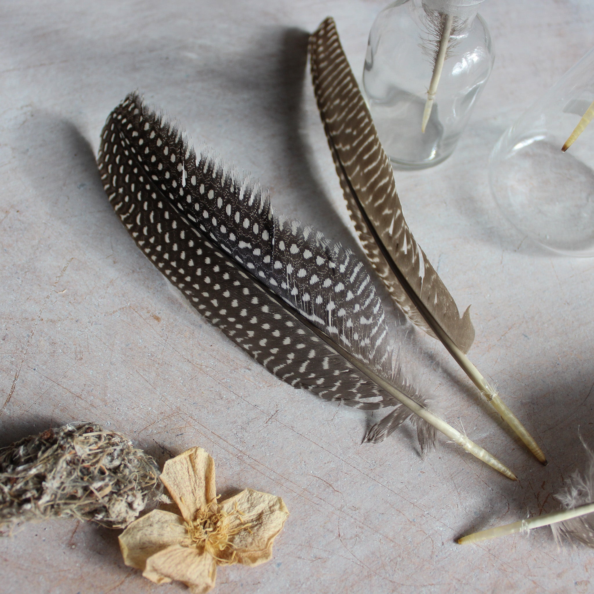 Feathers : Guinea Fowl - Tribe Castlemaine
