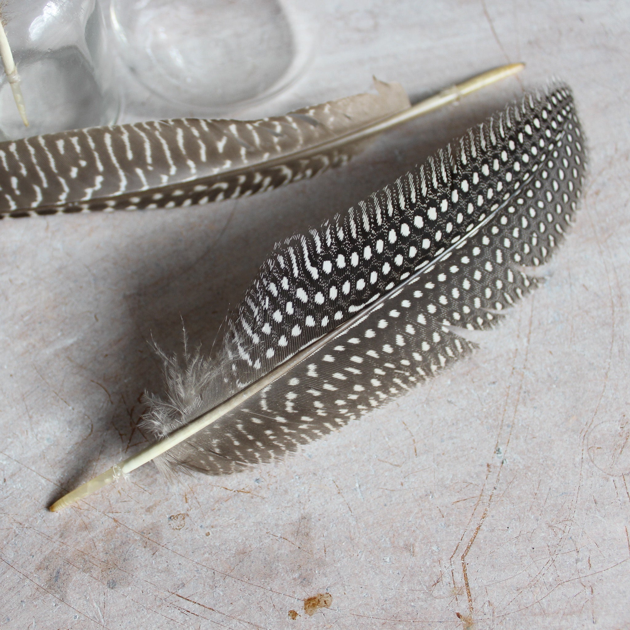 Feathers : Guinea Fowl - Tribe Castlemaine
