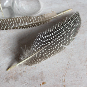 Feathers : Guinea Fowl - Tribe Castlemaine