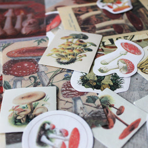 Fungi Papercraft Boxed Kit - Tribe Castlemaine