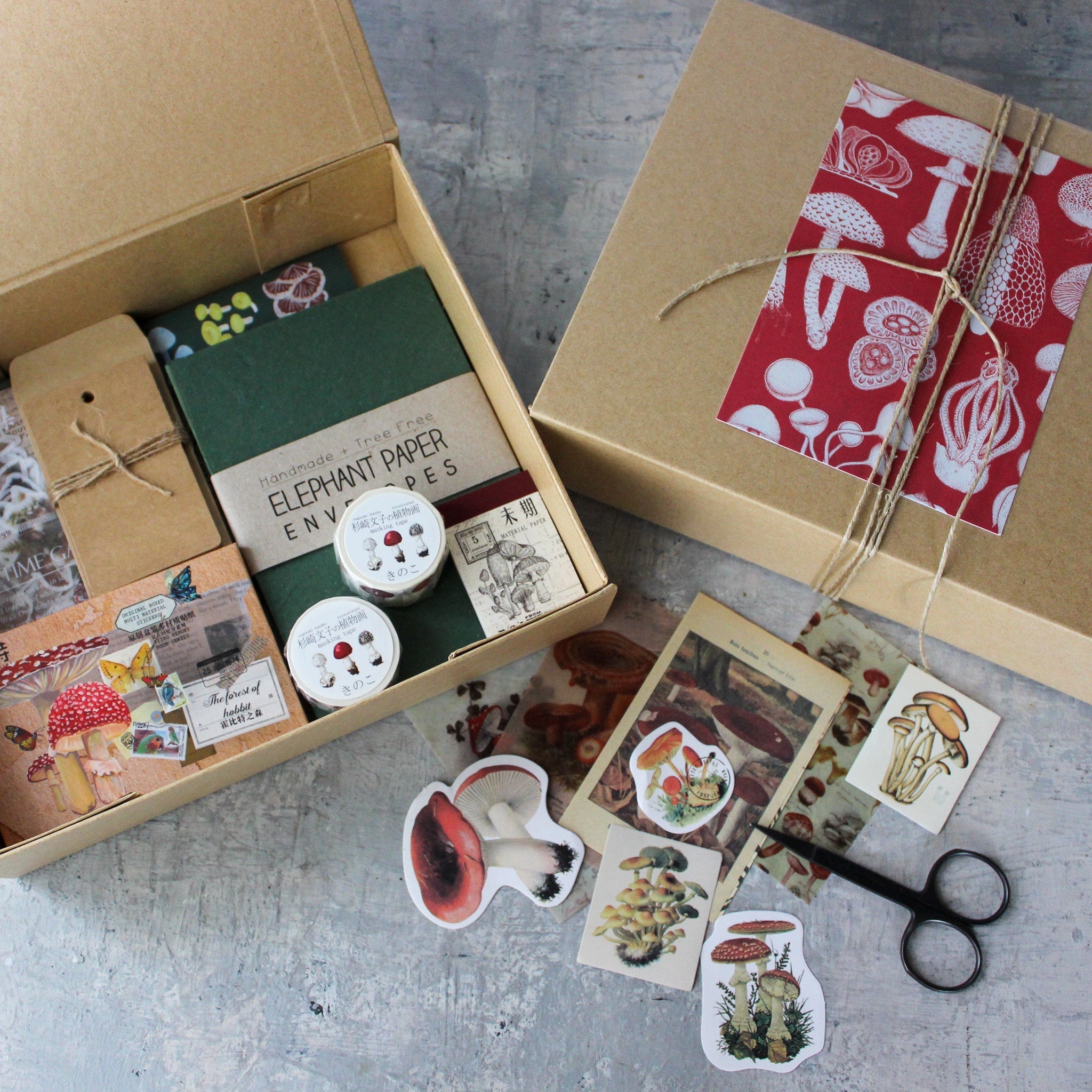 Fungi Papercraft Boxed Kit - Tribe Castlemaine
