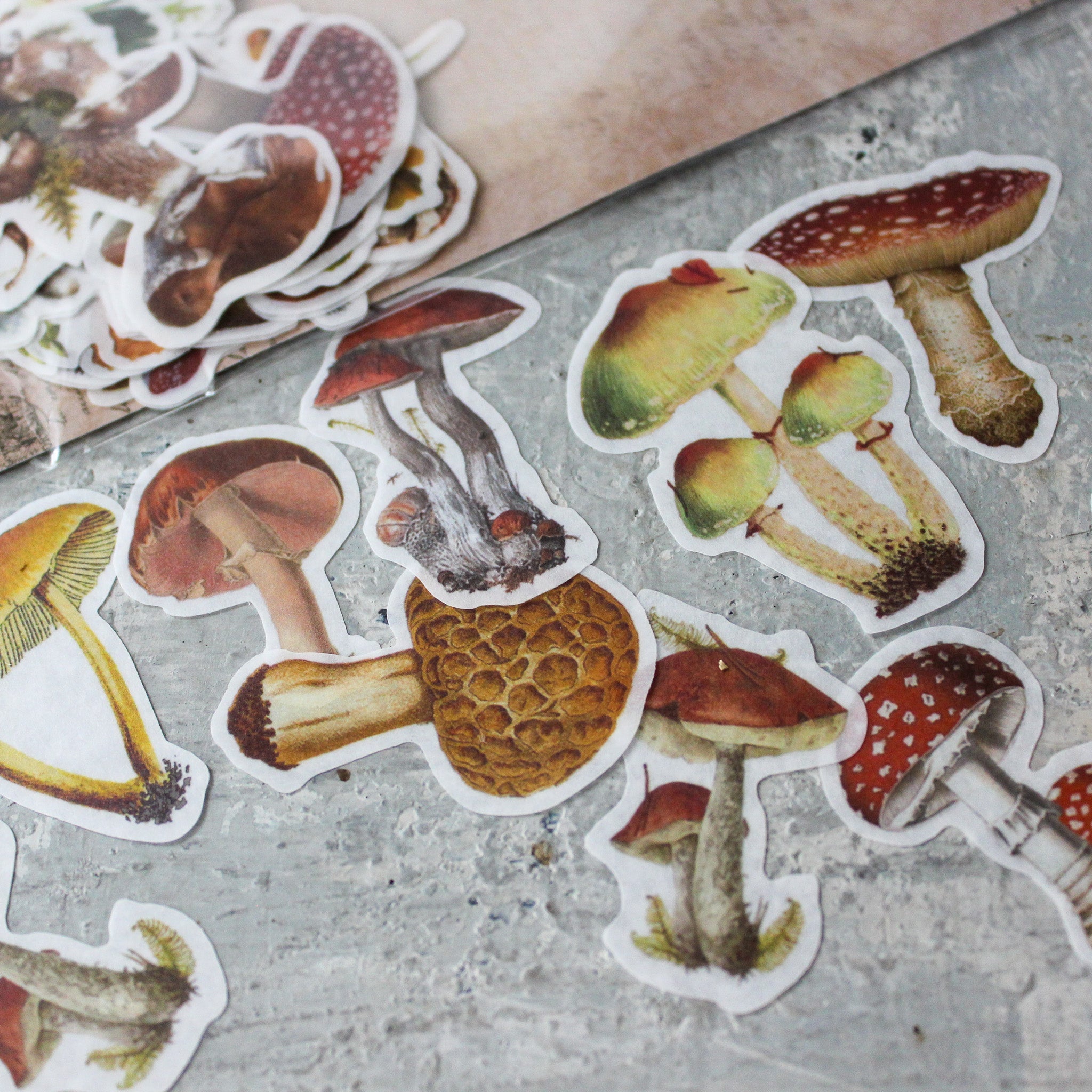 Fungi Papercraft Boxed Kit - Tribe Castlemaine