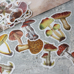 Fungi Papercraft Boxed Kit - Tribe Castlemaine