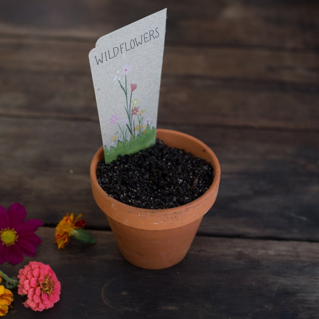 Gift of Seeds : Wildflowers - Tribe Castlemaine