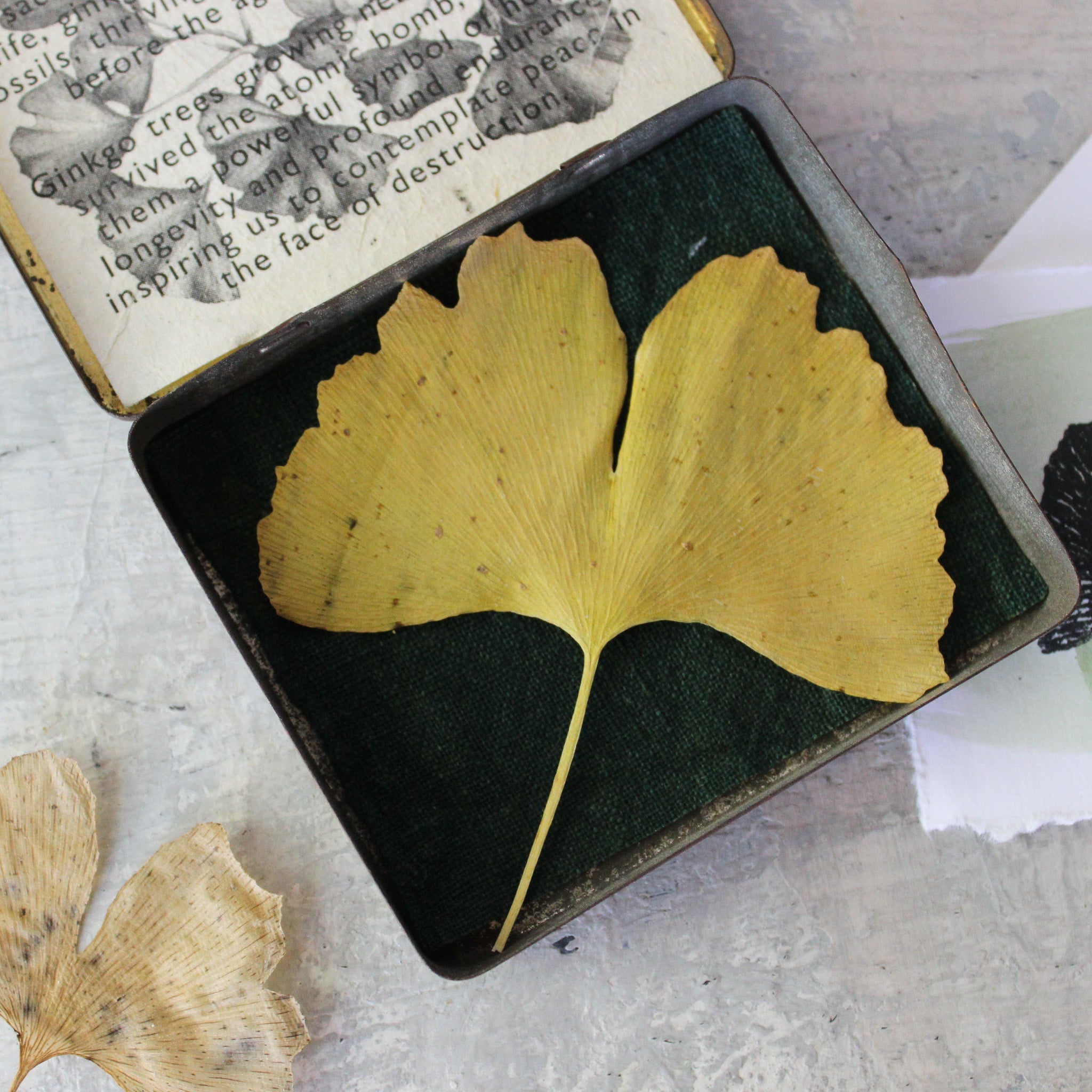 Ginkgo Specimen Tin - Tribe Castlemaine