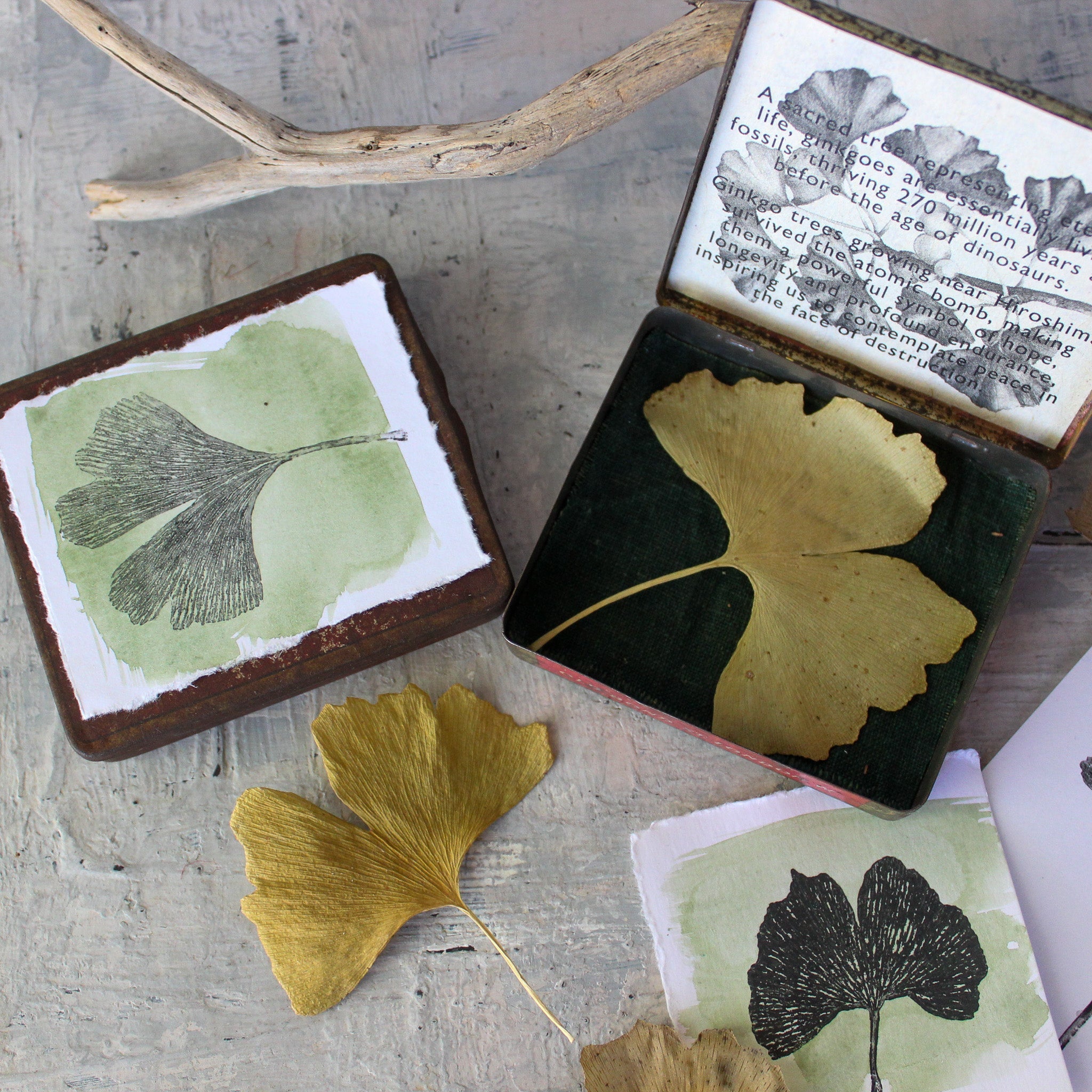 Ginkgo Specimen Tin - Tribe Castlemaine