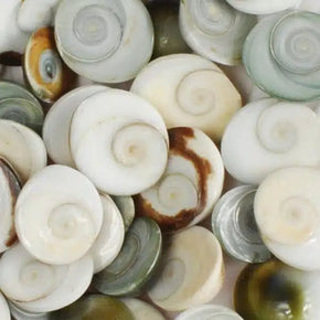 Marine Treasures - sea urchins & star fish - Tribe Castlemaine