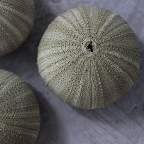 Marine Treasures - sea urchins & star fish - Tribe Castlemaine