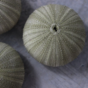 Marine Treasures - sea urchins & star fish - Tribe Castlemaine