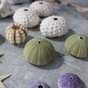 Marine Treasures - sea urchins & star fish - Tribe Castlemaine