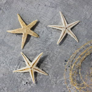 Marine Treasures - sea urchins & star fish - Tribe Castlemaine