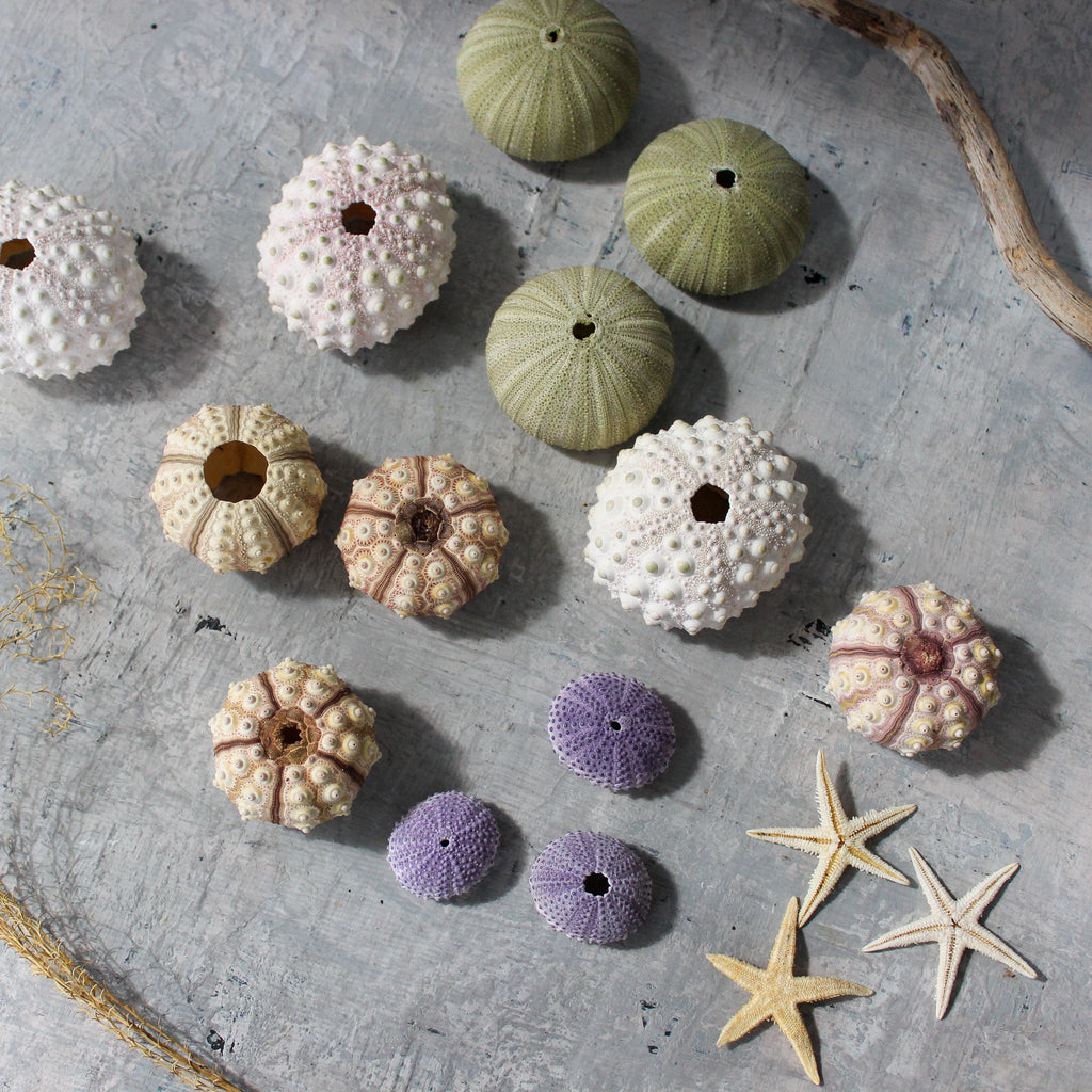 Marine Treasures - sea urchins & star fish - Tribe Castlemaine
