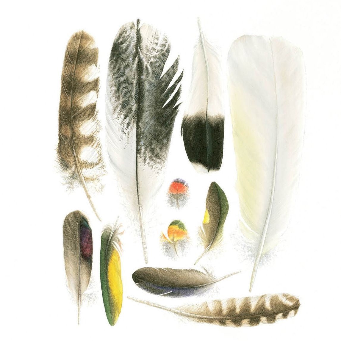 Bird Feather From Wing Isolated. Watercolor Background Free Stock Photo and  Image 274636682