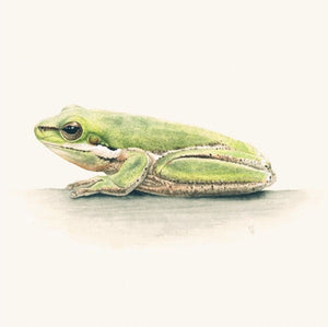 Matteo Grilli Card 'Eastern Sedgefrog' - Tribe Castlemaine