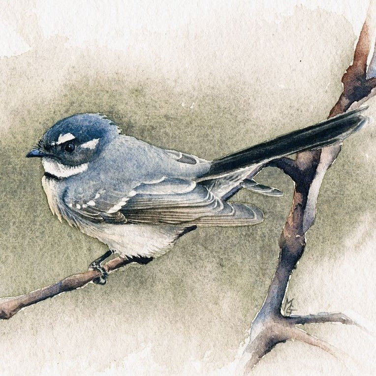 Matteo Grilli Card 'Grey Fantail' - Tribe Castlemaine