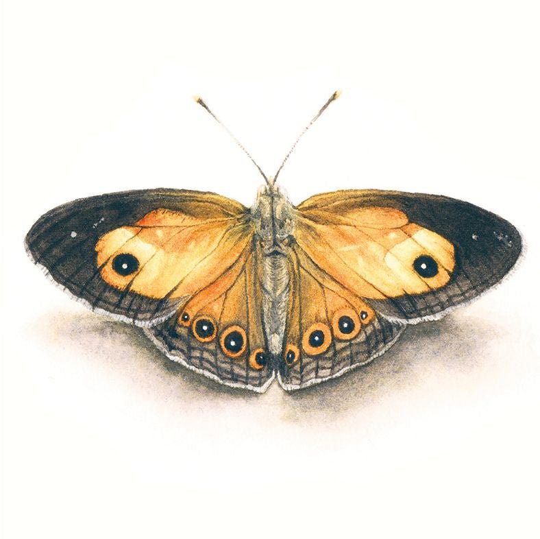 Matteo Grilli Card ' Orange Bushbrown Butterfly' - Tribe Castlemaine