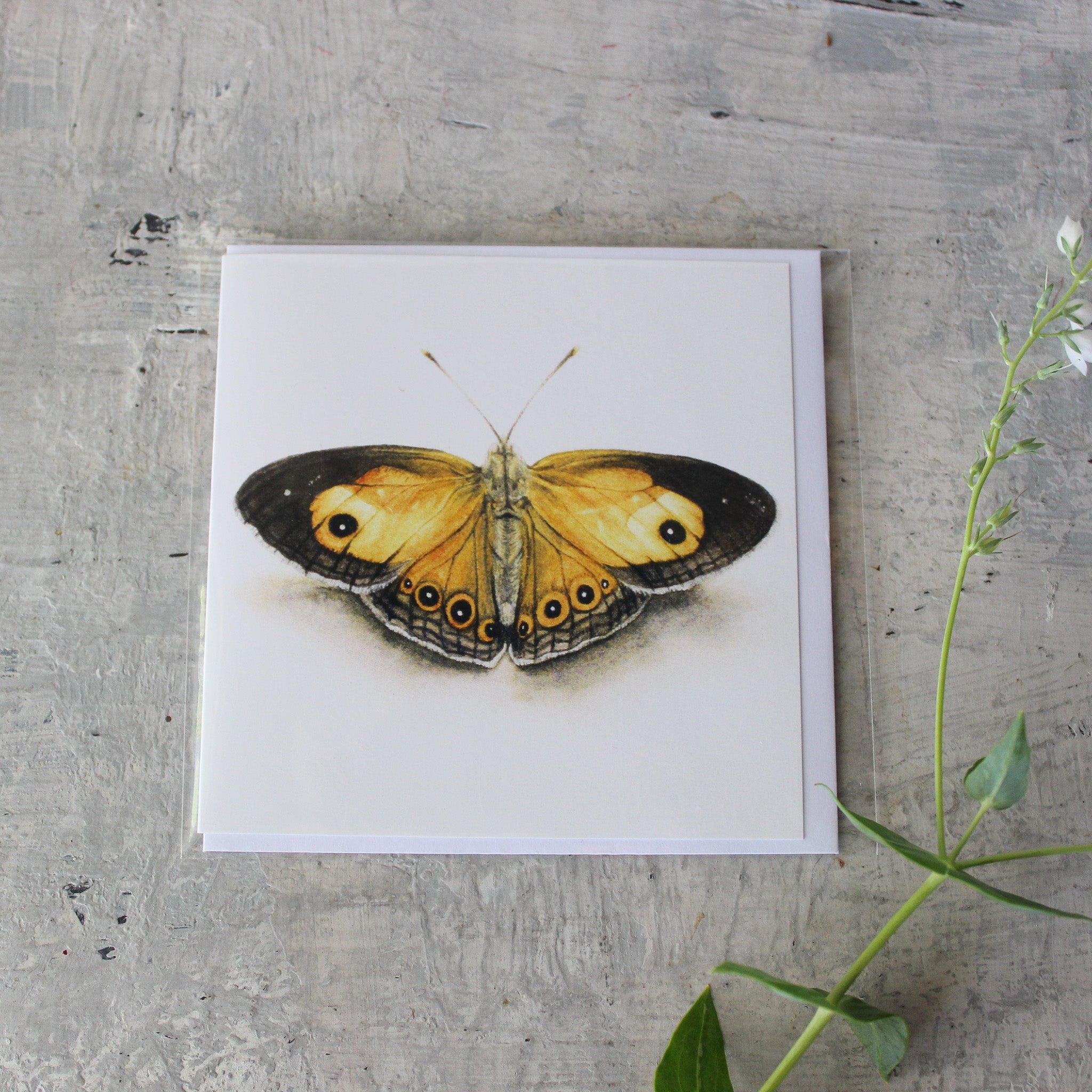 Matteo Grilli Card ' Orange Bushbrown Butterfly' - Tribe Castlemaine