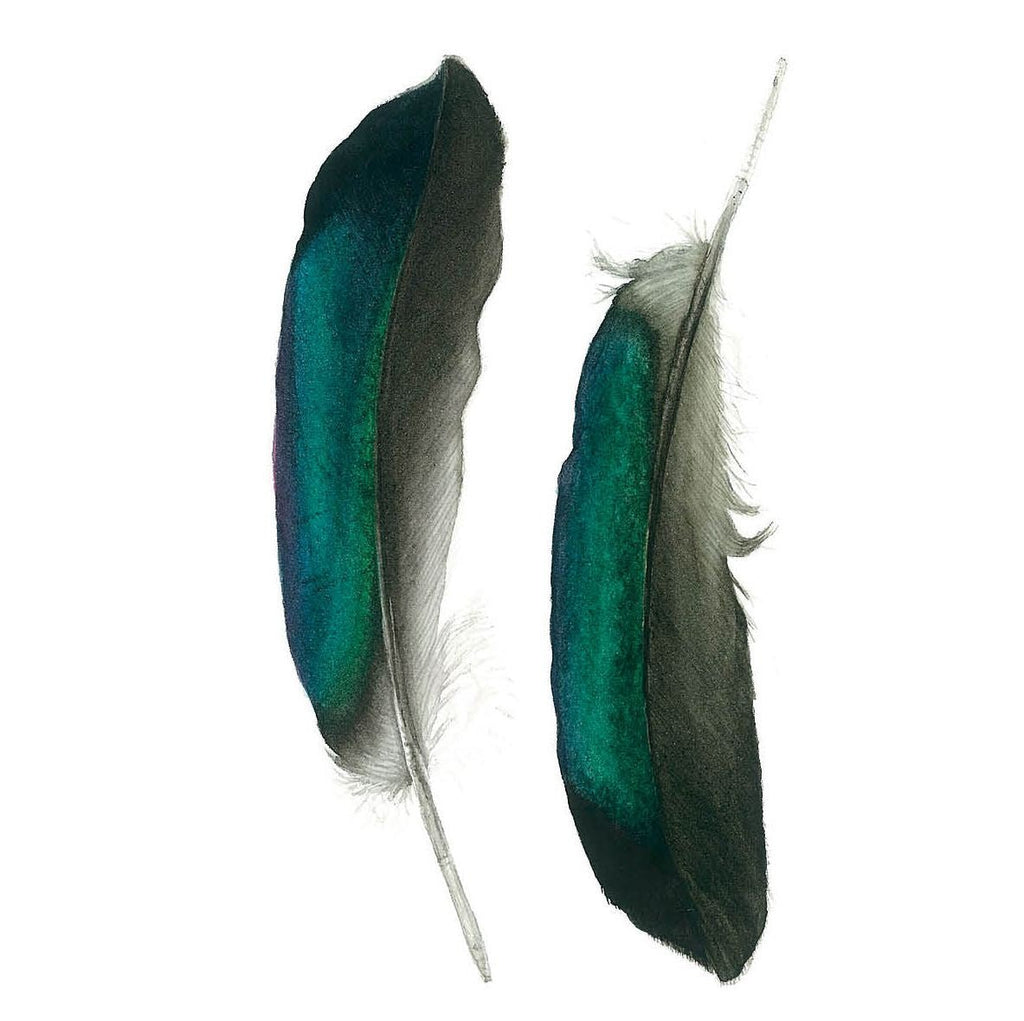 Matteo Grilli Card 'Speculum Feathers of a Pacific Black Duck' - Tribe Castlemaine