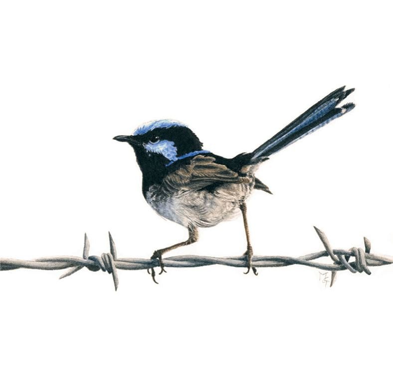 Matteo Grilli Card 'Superb Fairy Wren' - Tribe Castlemaine