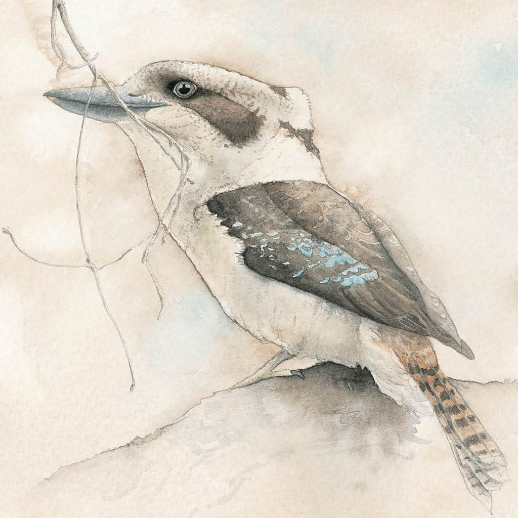 Matteo Grilli Card 'Young Kookaburra with Feather' - Tribe Castlemaine