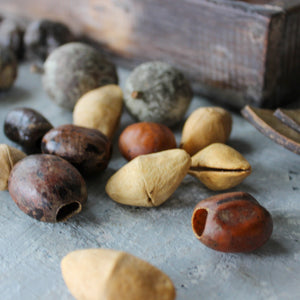 Natural Seed Pods - Tribe Castlemaine