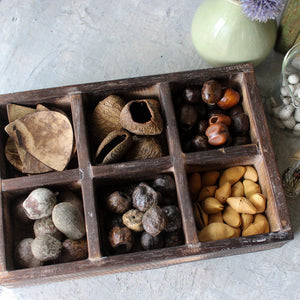 Natural Seed Pods - Tribe Castlemaine